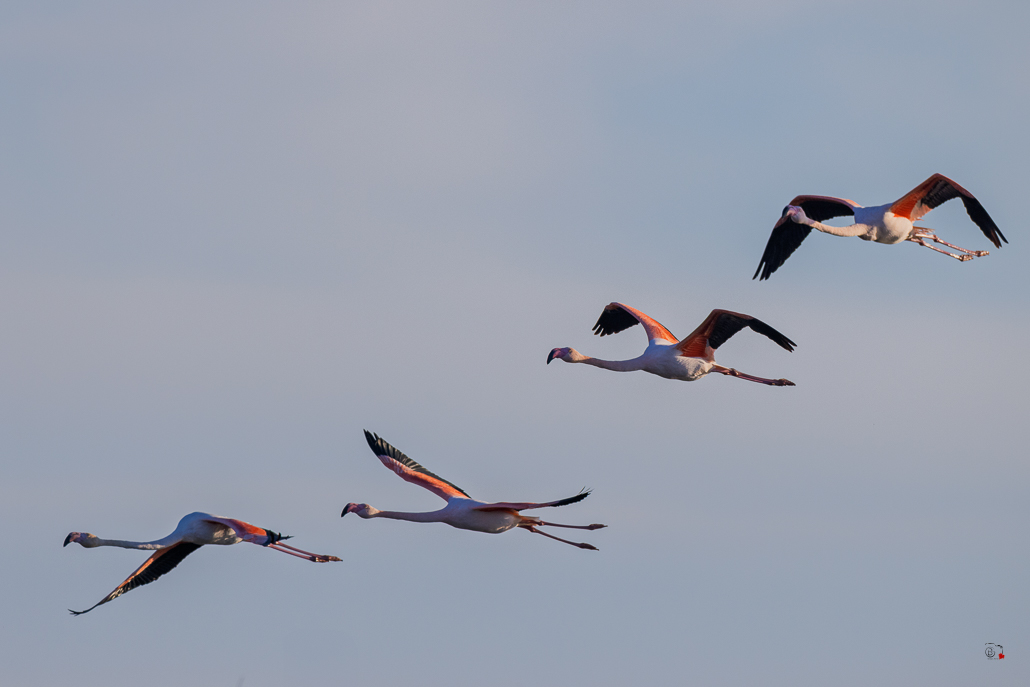 Flamant rose (Phoenicopterus roseus)-715.jpg