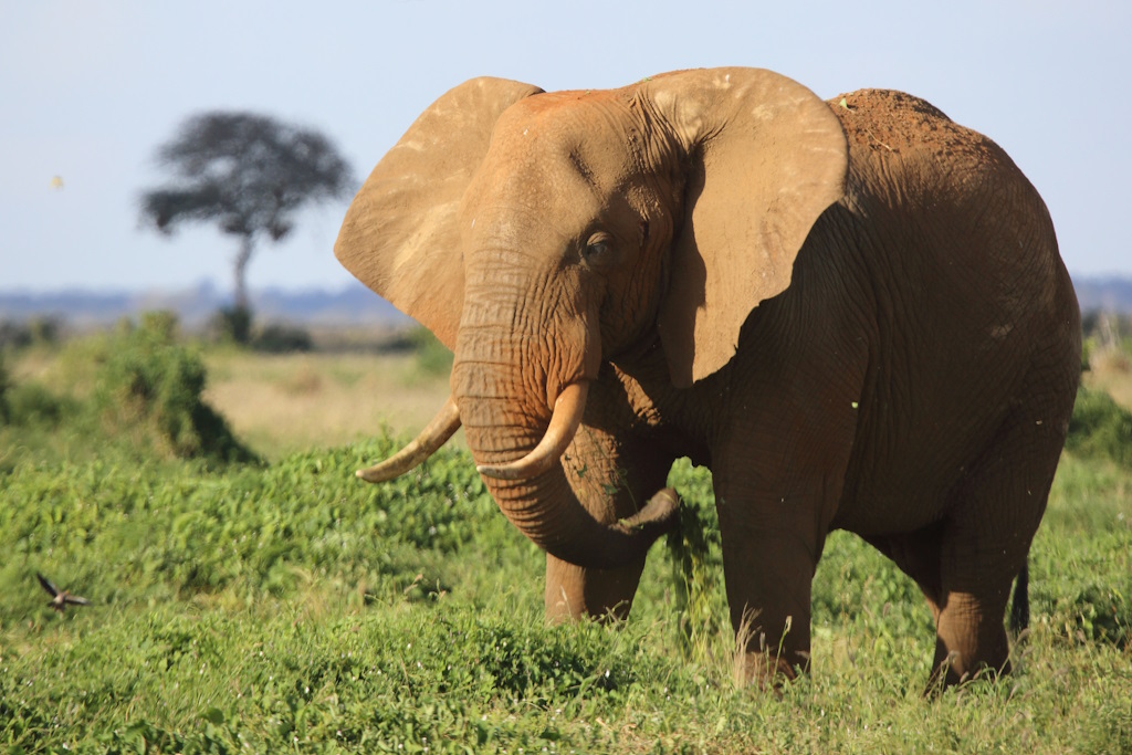 158 Elephant.jpg