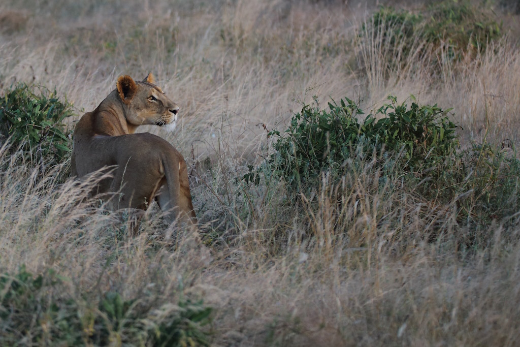 160 Lion.jpg