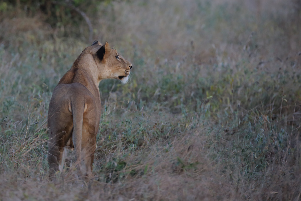 161 Lion.jpg