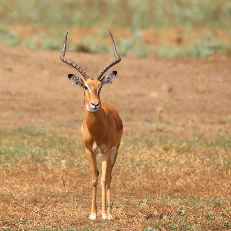 162 Impala.jpg