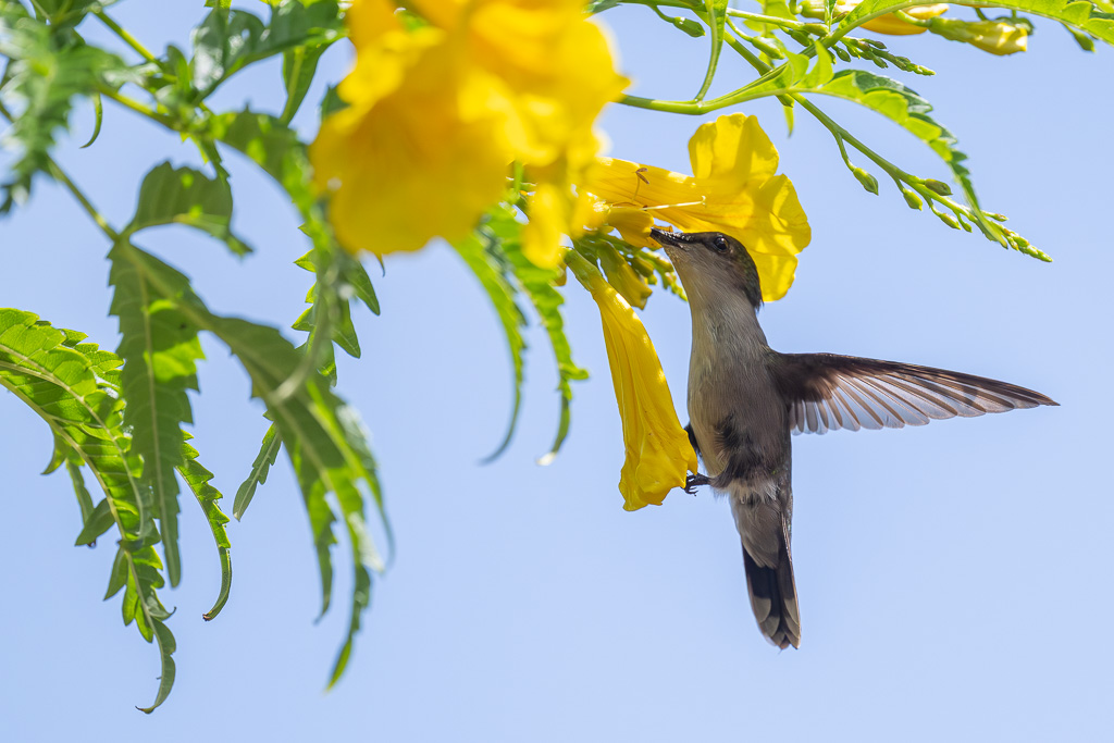 IN_colibri_huppe_trompette-1.jpg
