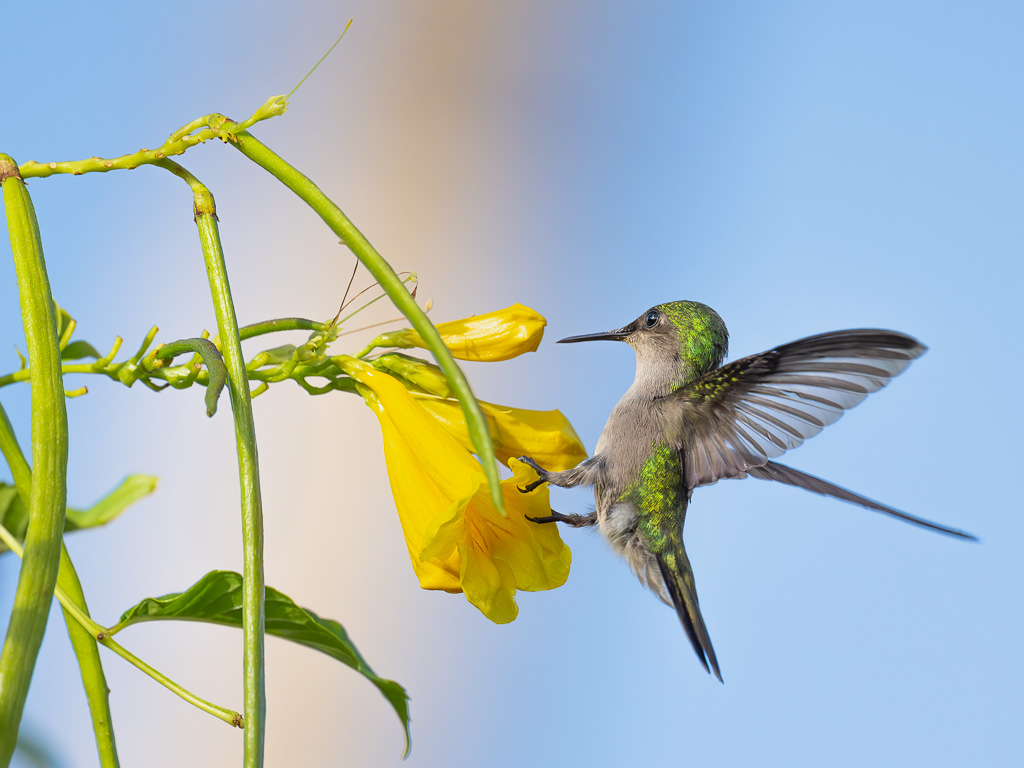IN_colibri_huppe_trompette-2.jpg