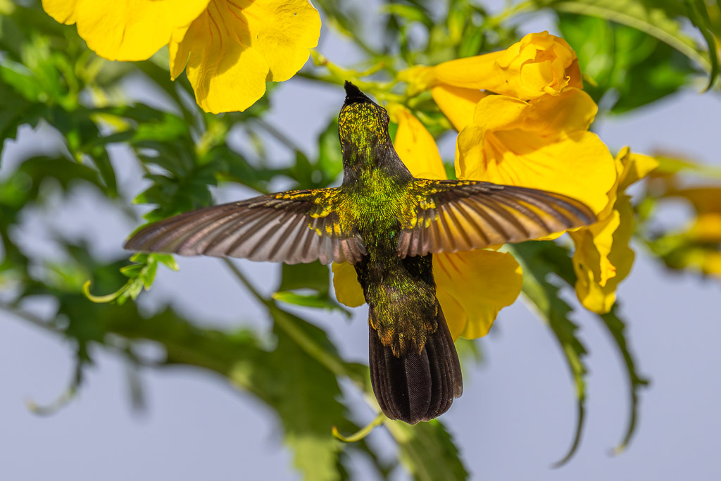 IN_colibri_huppe_trompette-3.jpg