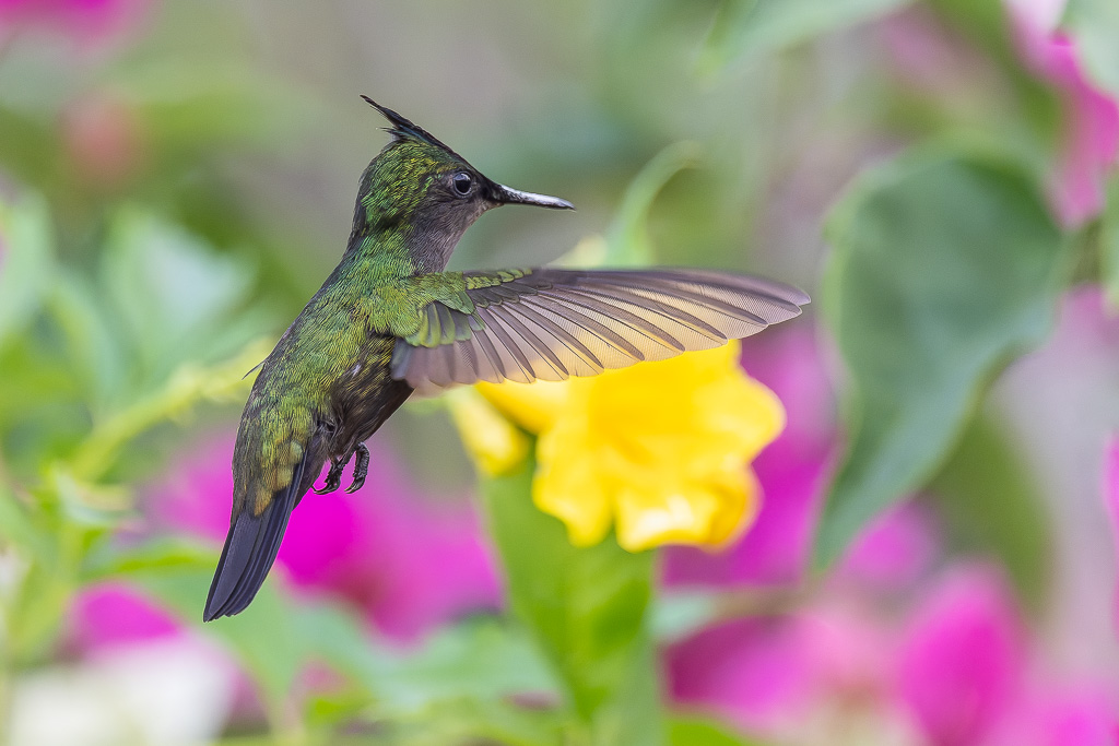 IN_colibri_huppe_trompette-4.jpg