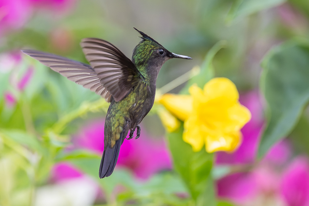 IN_colibri_huppe_trompette-5.jpg