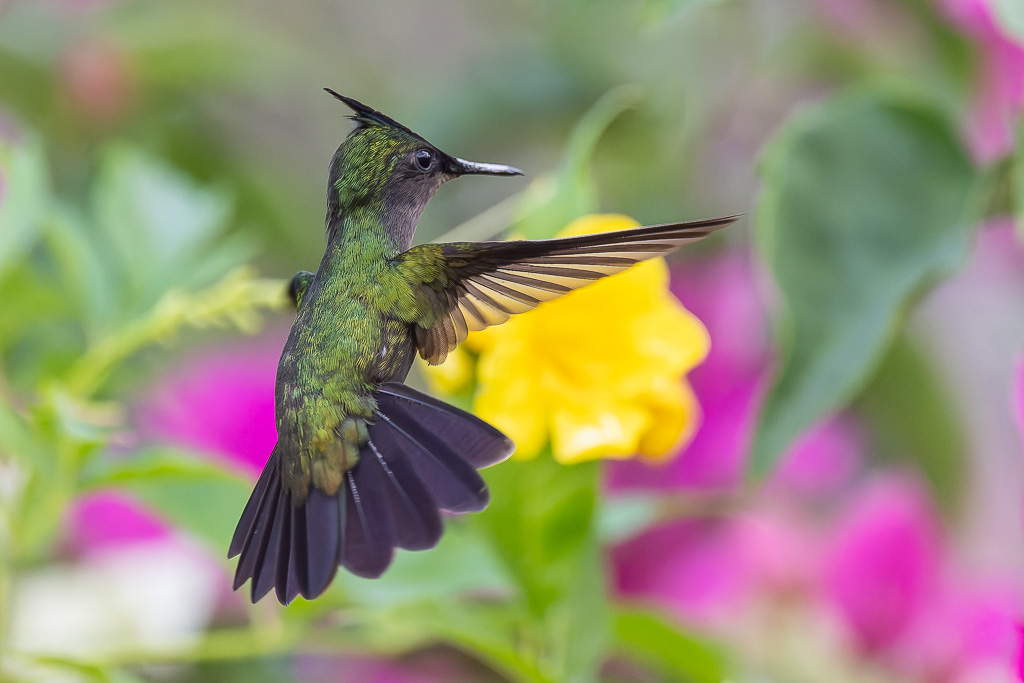 IN_colibri_huppe_trompette-6.jpg