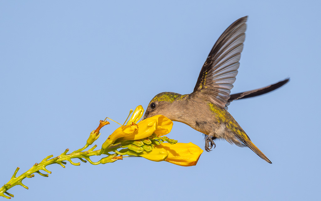 IN_colibri_huppe_trompette-7.jpg