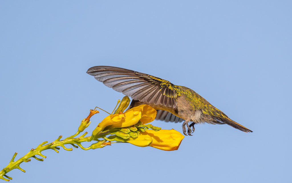 IN_colibri_huppe_trompette-8.jpg