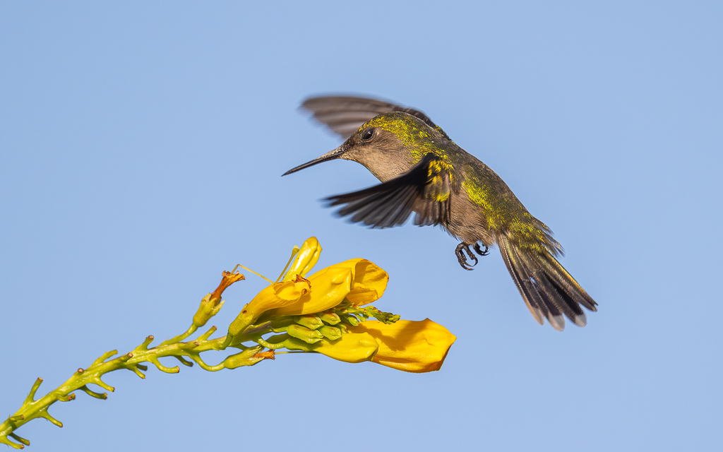 IN_colibri_huppe_trompette-9.jpg