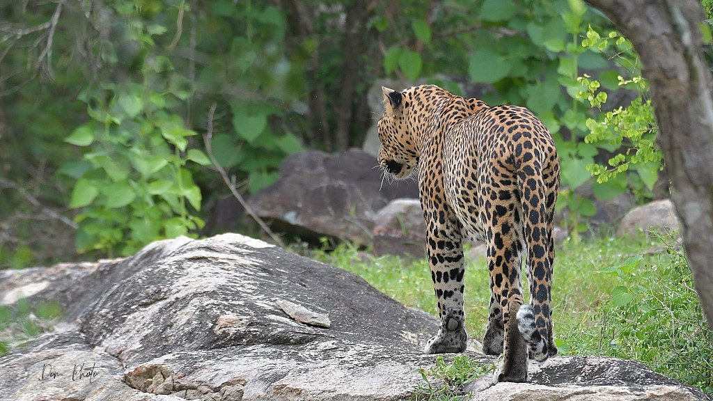 DSC_8153IN.jpg