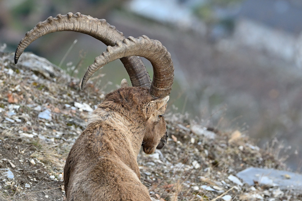 ZSC_4362.jpg