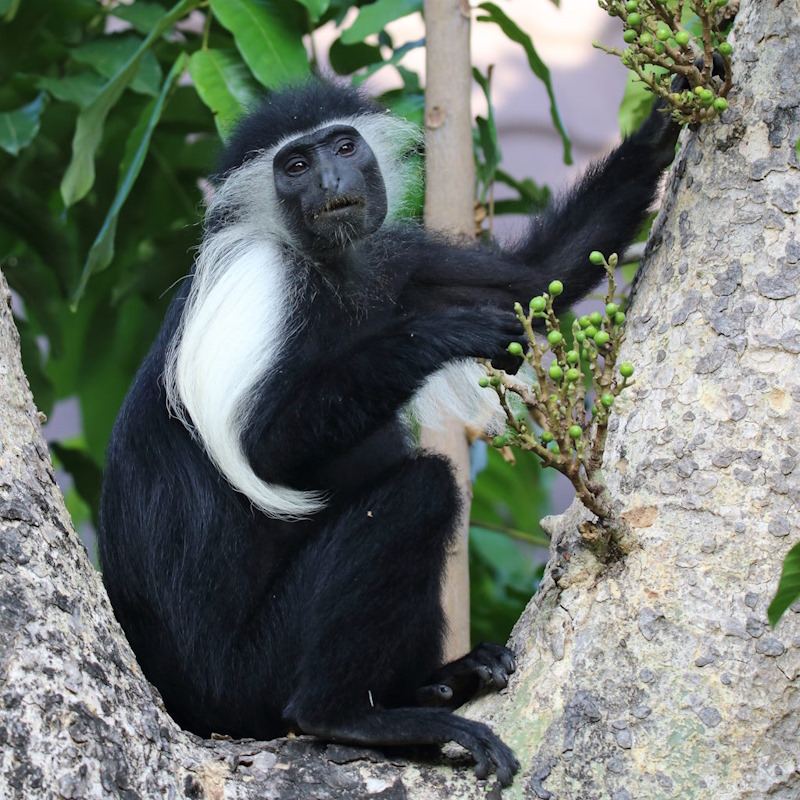 183 Colobe d'Angola.jpg