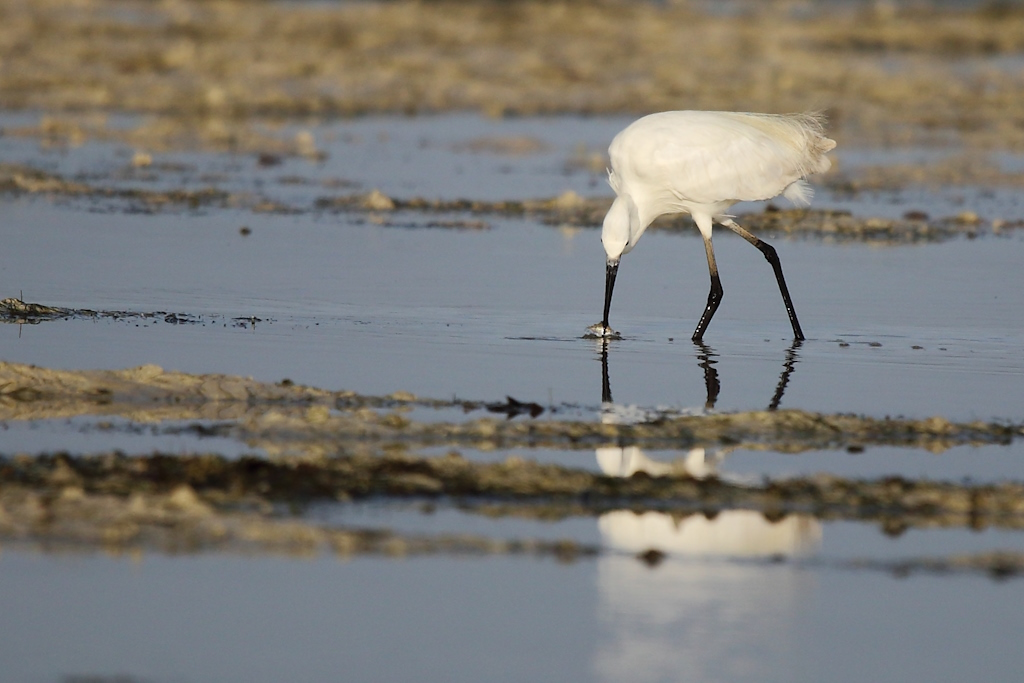 186 Aigrette dimorphe.jpg