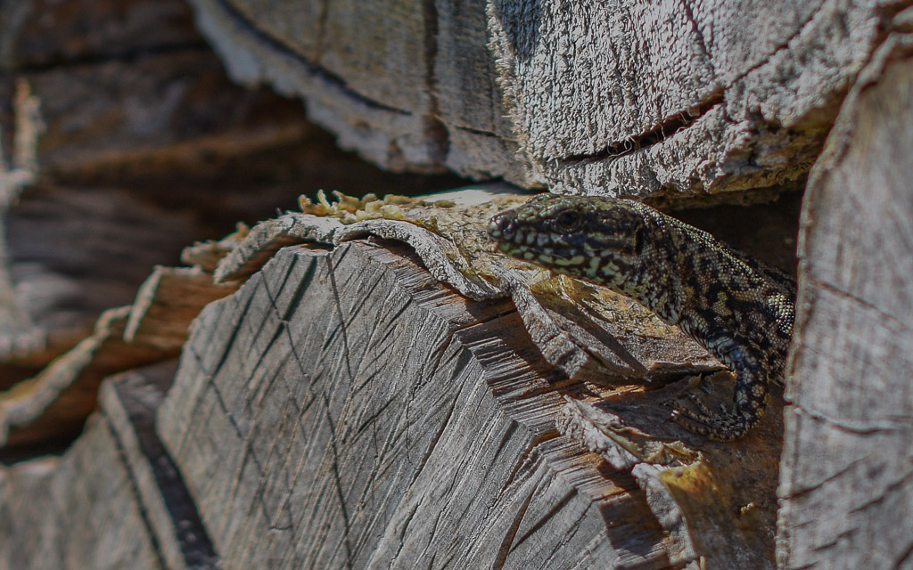 Lézard -0-.jpg