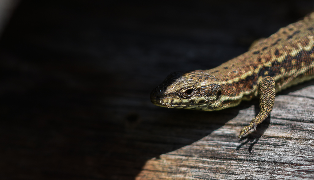 Lézard -1-.jpg