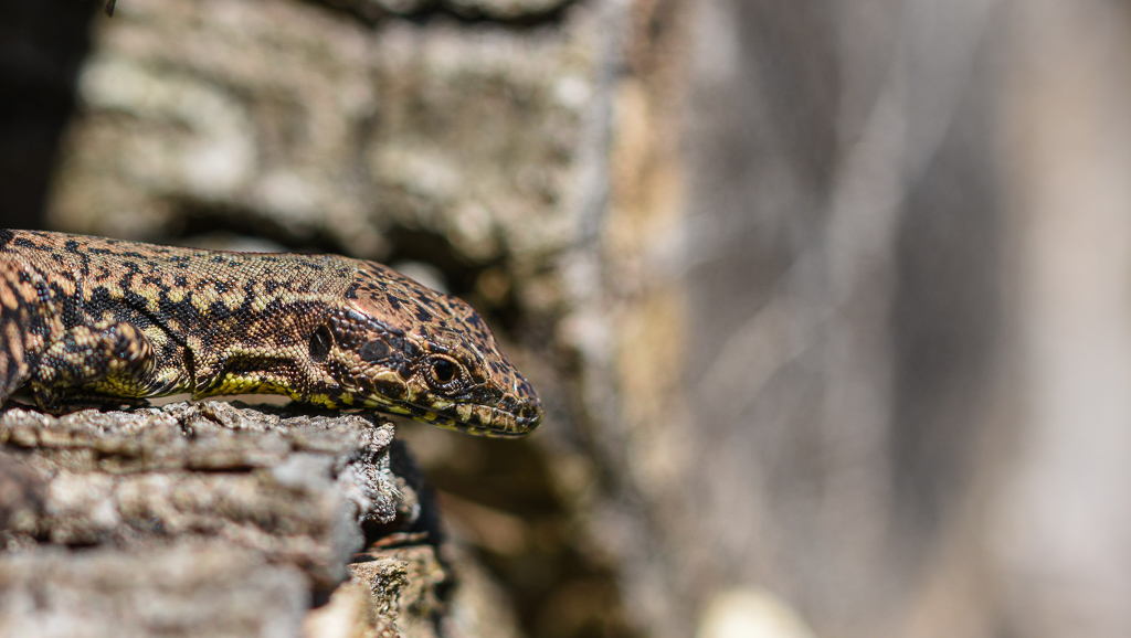 Lézard -3-.jpg