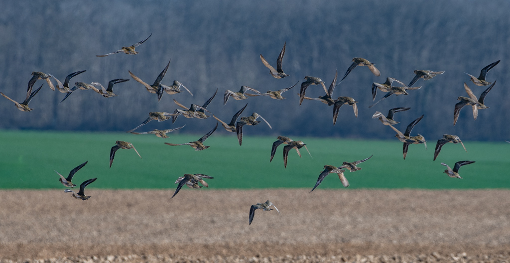 Pluviers dorés -6-.jpg