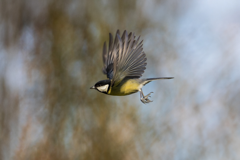 IMG_6731-Modifier.jpg