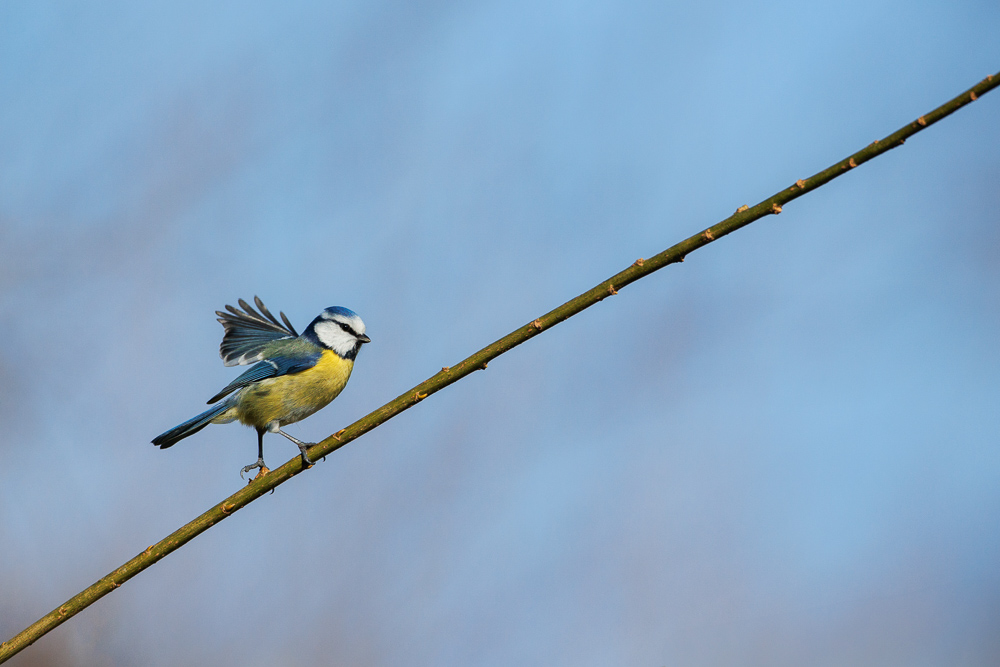 IMG_9805-Modifier.jpg