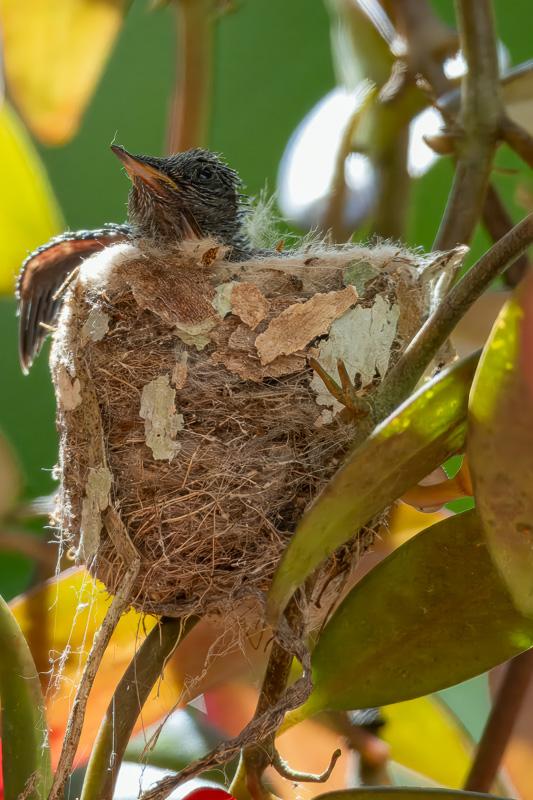 I_N_colibri_huppe_nid_01.jpg