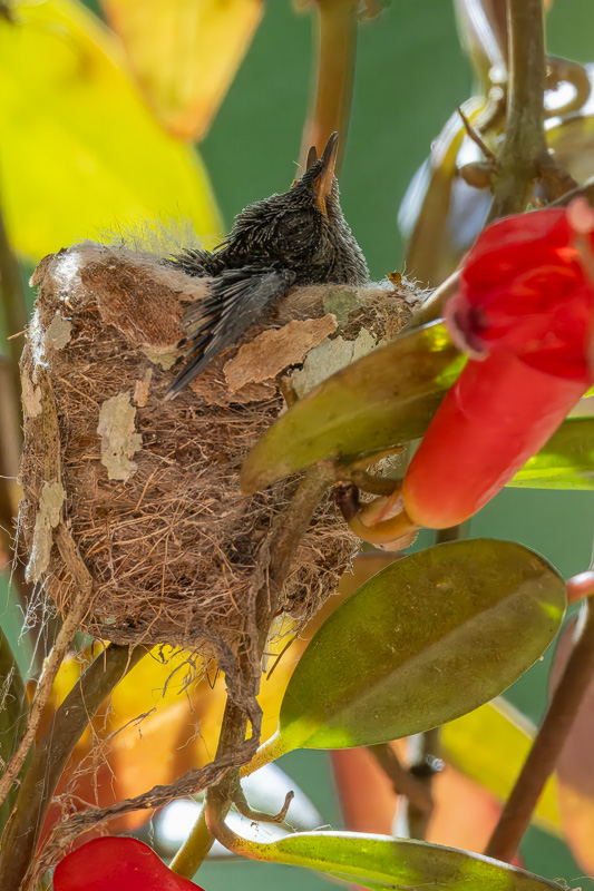 I_N_colibri_huppe_nid_02.jpg