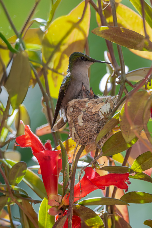 I_N_colibri_huppe_nid_04.jpg