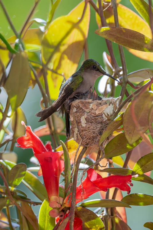 I_N_colibri_huppe_nid_05.jpg