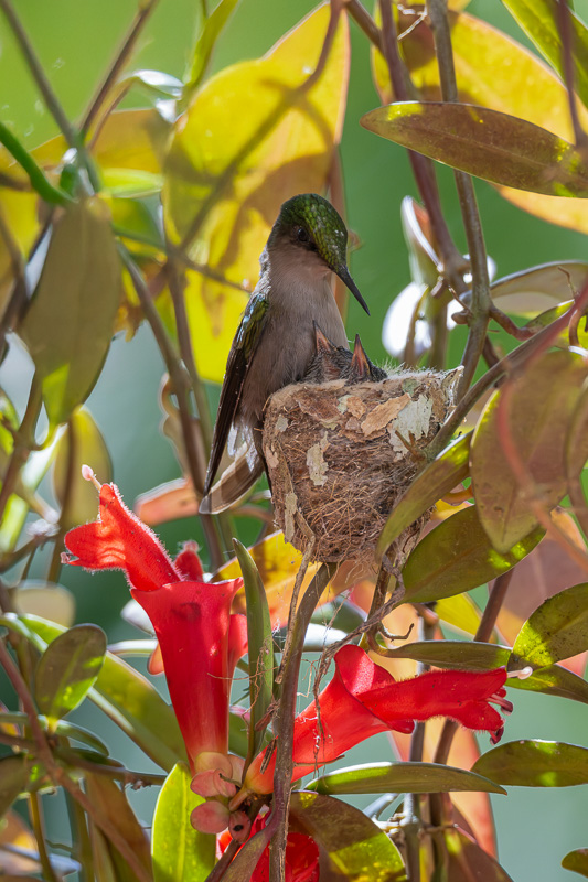 I_N_colibri_huppe_nid_06.jpg