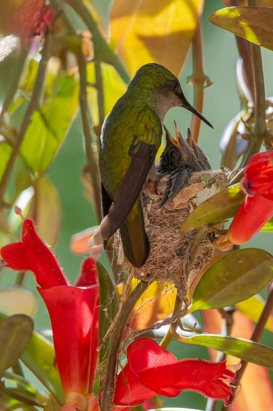 I_N_colibri_huppe_nid_07.jpg