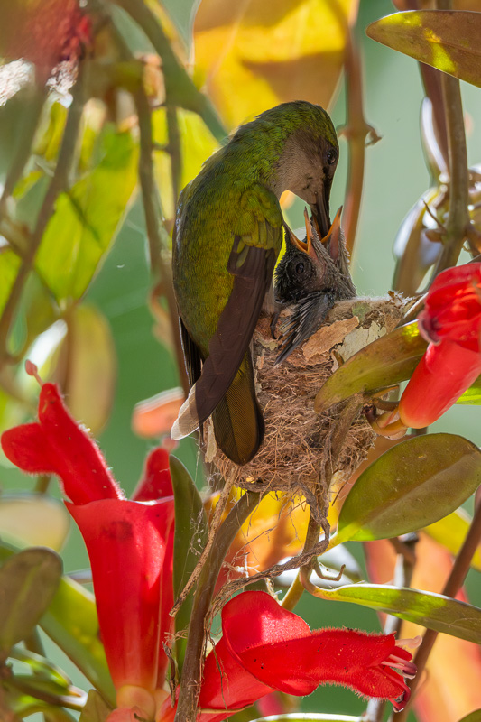 I_N_colibri_huppe_nid_08.jpg
