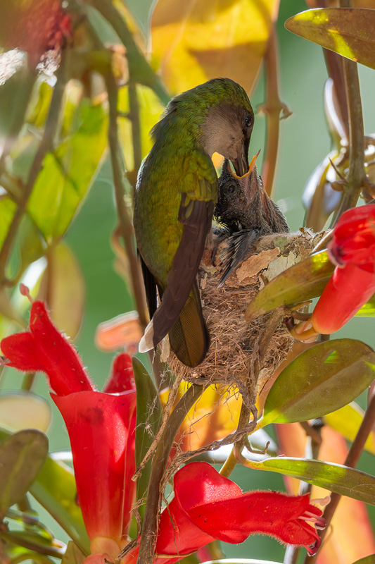 I_N_colibri_huppe_nid_09.jpg