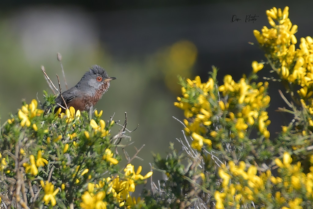 DSC_2782IN.jpg