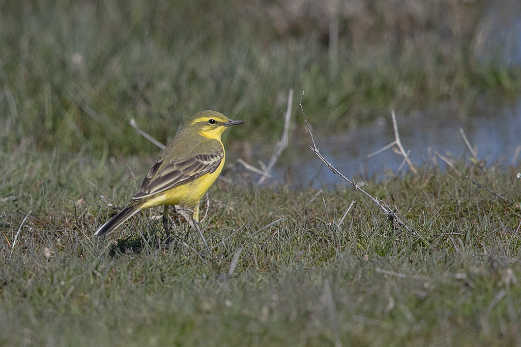 bergeronnette flavéole  1 - Motacilla flava flavissima.jpg