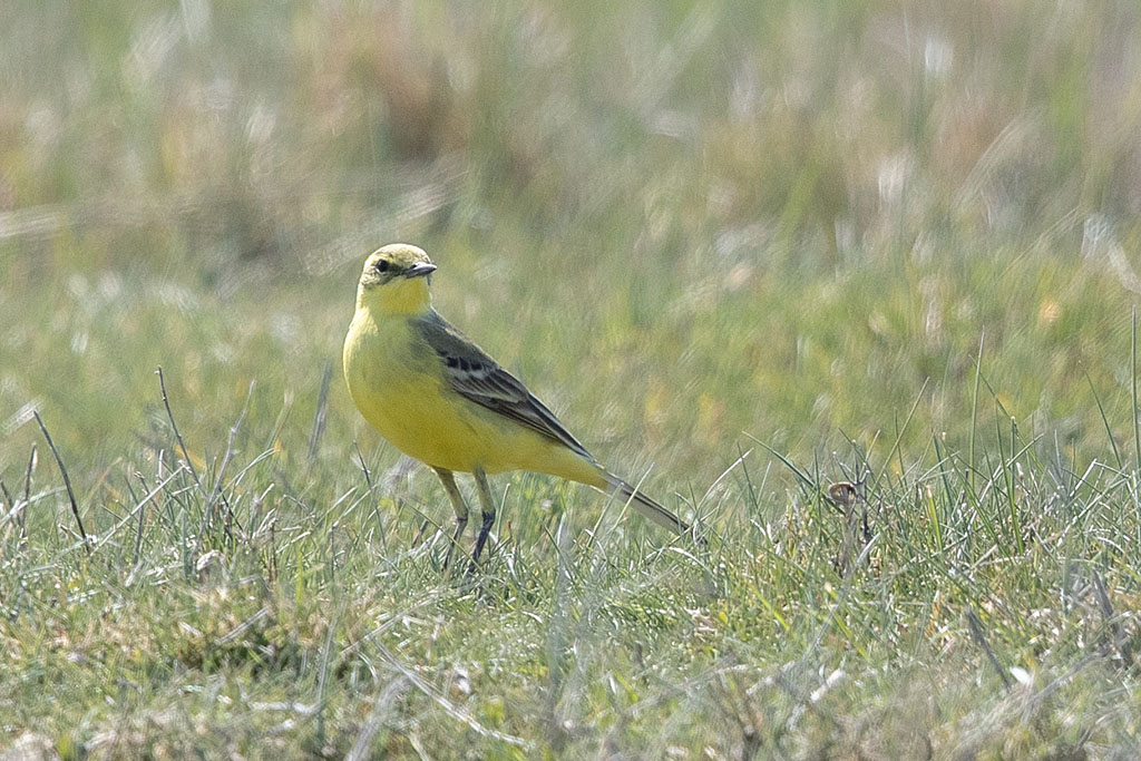 bergeronnette flavéole  2 - Motacilla flava flavissima.jpg