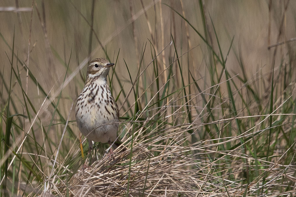pipit farlouse.jpg