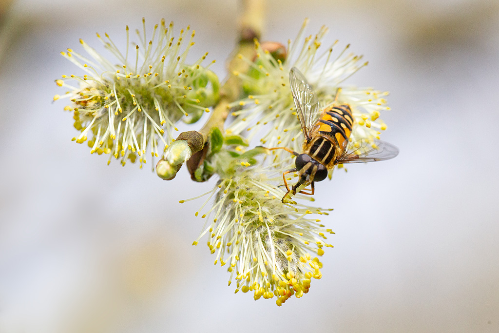 Helophillus trivittatus.jpg