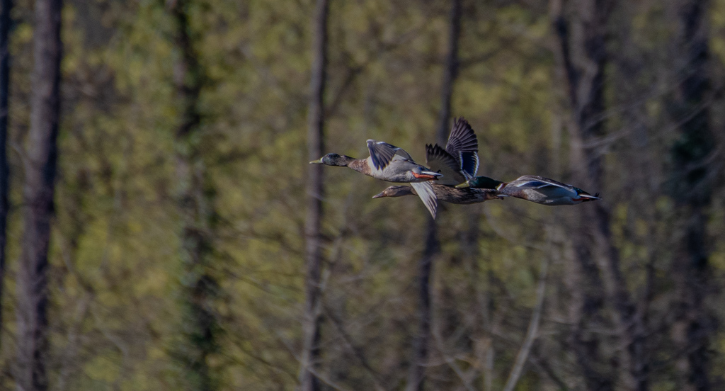 Escadrille de canard -1-.jpg