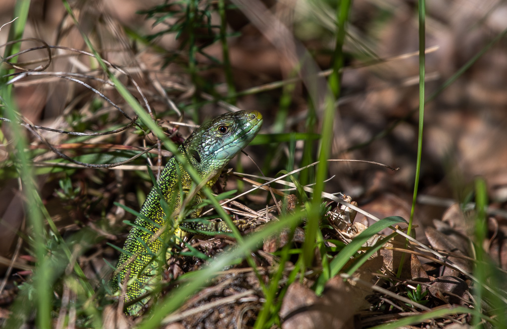 Gros lézard vert Bleau -0-.jpg