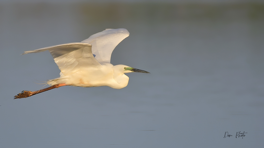 DSC_3117IN.jpg
