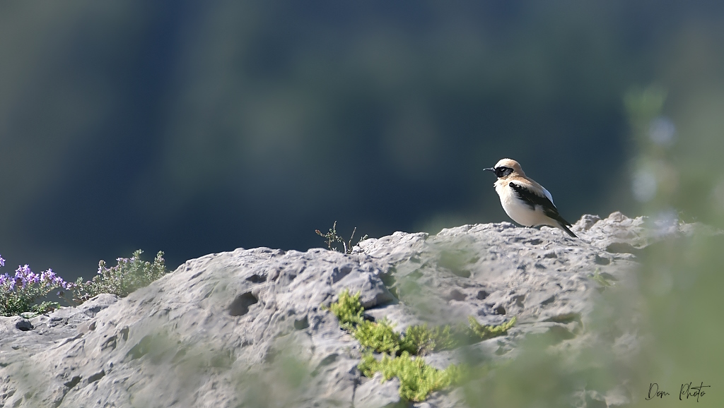 DSC_3213IN.jpg