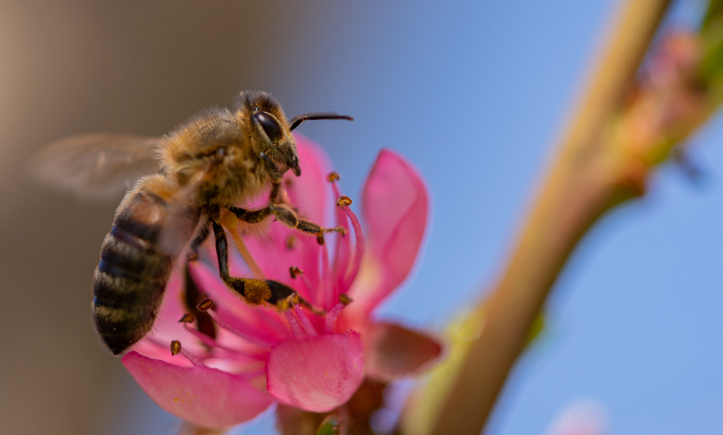 Abeille -0-.jpg