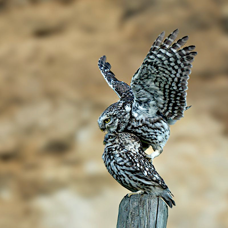 DSC_8647-D1.jpg