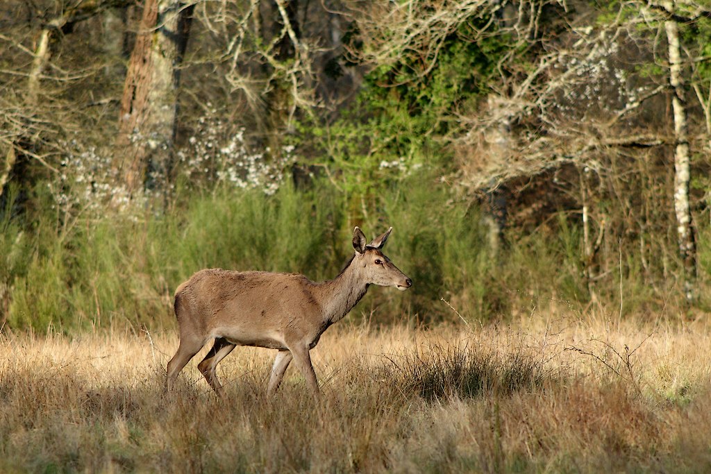 biche du soir.jpg