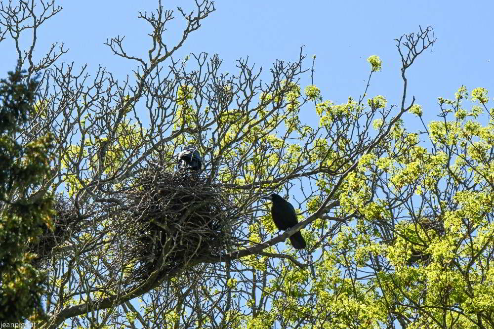 nid de corbeau freux_001nid de corbeau freux_04.JPG