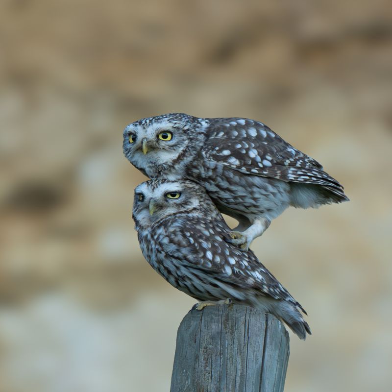 DSC_8664-D1.jpg