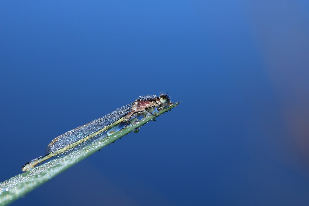 1 IMG_ELEGANS.jpg