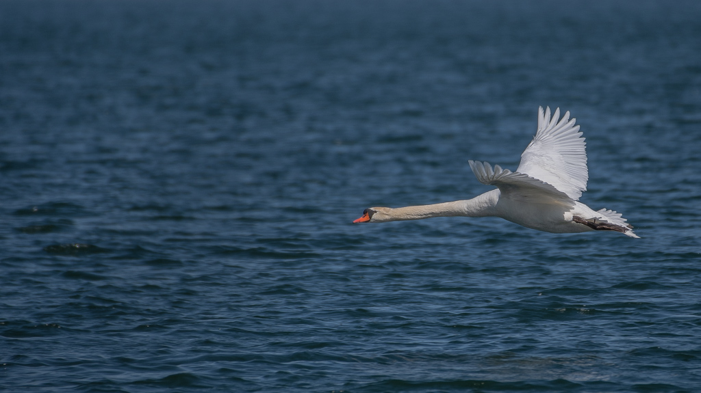 Cygne -1-.jpg