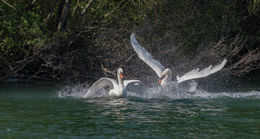 Cygne -5-.jpg
