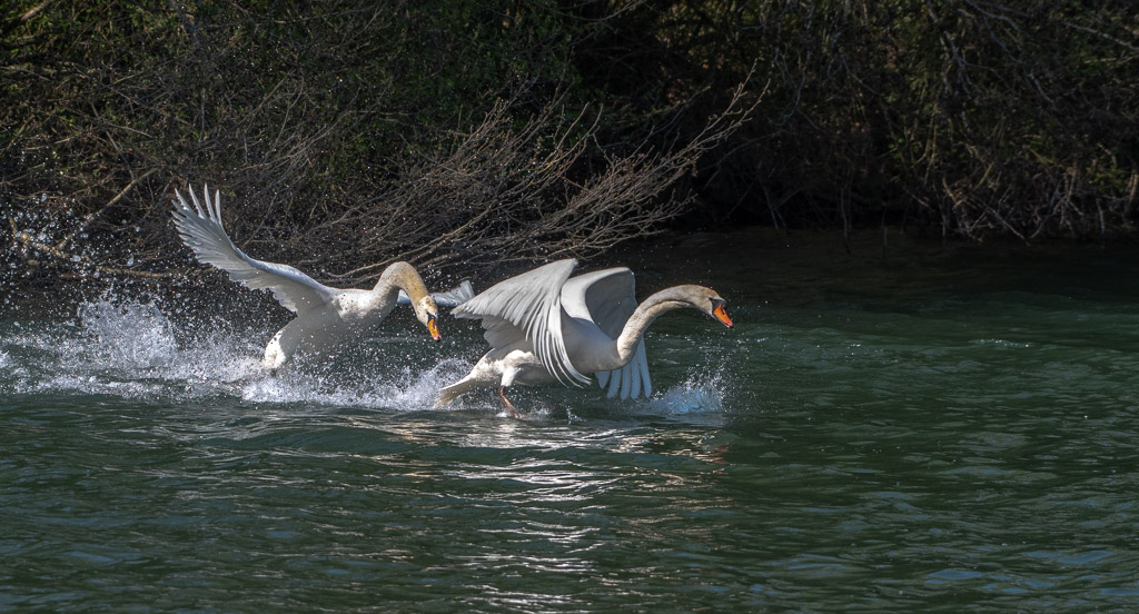 Cygne -6-.jpg